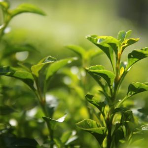 梧州六堡茶 陈年发酵 200g